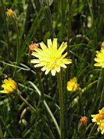 Scorzonera hirsuta, fam. Composees, Europe sud (1) (Photo F. Mrugala)